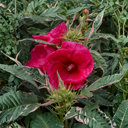 Summer Carnival Hardy Hibiscus – Hibiscus ‘Summer Carnival’ Live Plant | 2.5 Inch Pot | Variegated Foliage | 7 Inch Magenta Flowers | Hardy Perennial | Full Sun