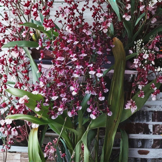 Oncidium Sherry Baby 'Sweet Fragrance' – Live Orchid Plant | Potted Orchid | Fragrant Blooms | Filtered Light | Indoor & Patio Friendly | Easy-Care Orchid
