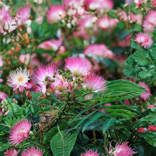 Pink Mimosa Tree Live Bare Root Sapling – Albizia julibrissin | 6+ Inch Silk Tree | Fast Growing Ornamental Tree | Pollinator Friendly