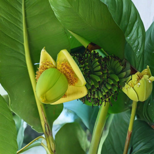 Live Basjoo Banana Plant – 4–6 Inches Tall | Rooted Japanese Banana | Musa basjoo | No Pot | Cold Hardy Tropical Foliage | Garden & Container Friendly