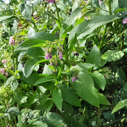 Russian Bocking 14 Comfrey – 1 Live Bare Root Plant | Symphytum × uplandicum | Sterile Comfrey | Dynamic Accumulator