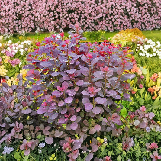 Purple Smoke Tree Live Plant – 12–18" | Quart Pot | Purple-Red Foliage | Deciduous Shrub/Small Tree | Zones 4–8