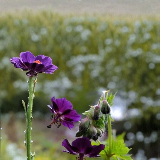 Lisa Geranium Seeds – Pelargonium Flower Seeds | 25+ Seeds Included | Colorful Garden Blooms | Patio & Balcony Friendly | Easy to Grow