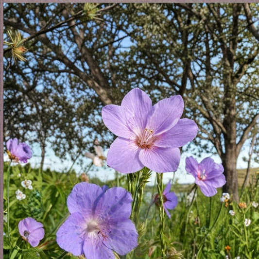 Irish Blue Geranium Seeds – 25+ Premium Flower Seeds | Colorful Garden Blooms | Patio & Balcony Friendly | Easy to Grow