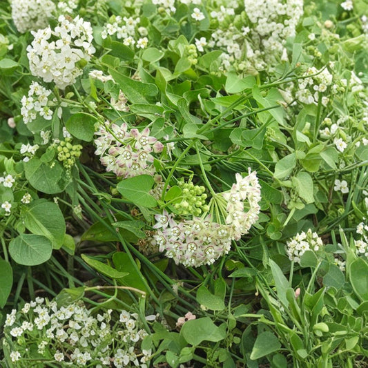 White Vining Milkweed – 2 Live Plants | 3–6 Inches Tall | Native Climbing Vine | Ships Without Pot | White Star Flowers | Pollinator Plant