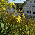 Winter Jasmine – Jasminum nudiflorum Live Plant | Rooted Cutting | Yellow Winter Blooms | Cold Hardy Shrub