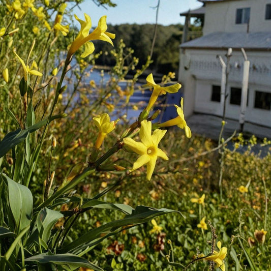 Winter Jasmine – Jasminum nudiflorum Live Plant | Rooted Cutting | Yellow Winter Blooms | Cold Hardy Shrub