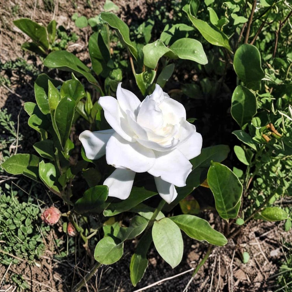 Gardenia Live Plants – 2 Heirloom Cape Jasmine Bushes | 6 Inches Tall Rooted Cuttings | Fragrant White Flower Shrub | Outdoor & Patio Garden