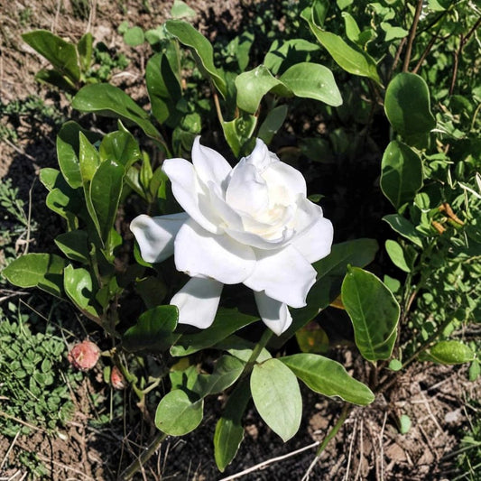 Gardenia Live Plants – 2 Heirloom Cape Jasmine Bushes | 6 Inches Tall Rooted Cuttings | Fragrant White Flower Shrub | Outdoor & Patio Garden