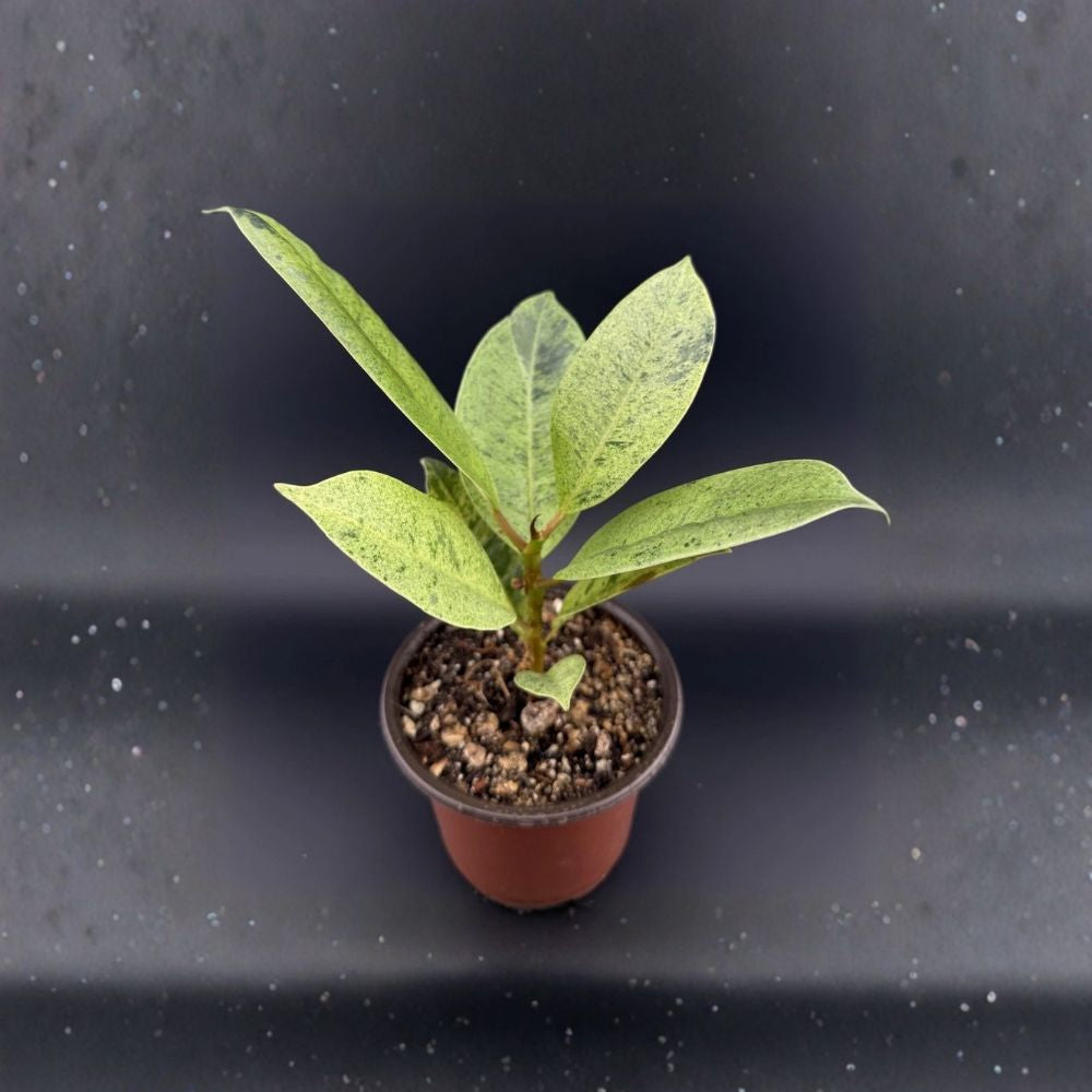 Ficus Shivereana 'Moonshine' – Rare Variegated Live Plant | Bare Root with Roots | Exotic Houseplant | Free Shipping
