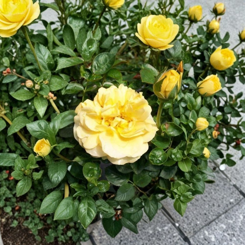 Julia Child Floribunda Rose – Rosa Hybrid Live Bush Plant | 5 Gallon Size | Butter Gold Flowering Rose | 2006 AARS Award Winner | Fragrant Garden Rose