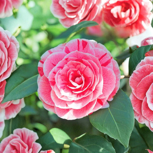 Dad's Pink Camellia Japonica – Live Starter Plant | 4L Size | Ships Without Pot | Evergreen Flowering Shrub | Shade Garden Favorite