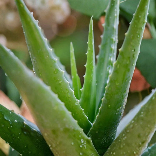 Aloe Vera Live Plants – 2 Rooted Starter Pups | 8–12 Inch Succulents | Easy Care Indoor & Outdoor Plant