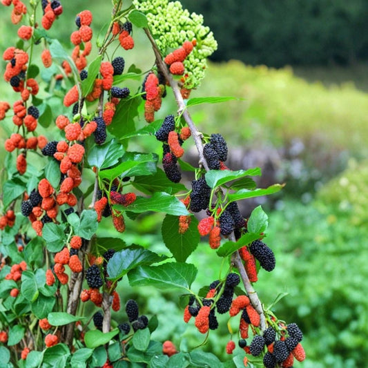 Illinois Everbearing Mulberry Live Plant – Morus ‘Illinois Everbearing’ | 4–8 Inch Fruit Tree Starter | Edible Berry Tree | No Pot