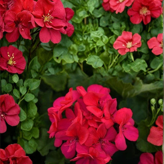 Presto Dark Fuchsia Geranium Seeds – 25+ Premium Pelargonium Flower Seeds | Bold Garden & Patio Blooms