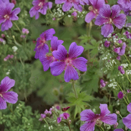 Geranium pratense Painter’s Palette Mix – Flower Seeds | 10+ Seeds | Mixed Cottage Garden Blooms | Pollinator Friendly Perennial | Easy to Grow