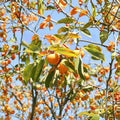 American Persimmon Tree – Diospyros virginiana Live Seedling | 3 Feet Tall | 1 Gallon Pot | Native Fruit Tree | Cold Hardy Edible Garden Tree