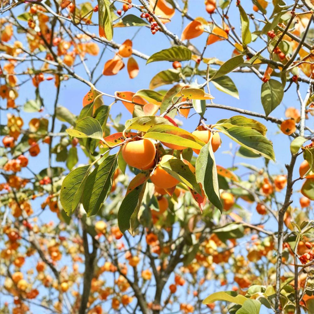 American Persimmon Tree – Diospyros virginiana Live Seedling | 3 Feet Tall | 1 Gallon Pot | Native Fruit Tree | Cold Hardy Edible Garden Tree