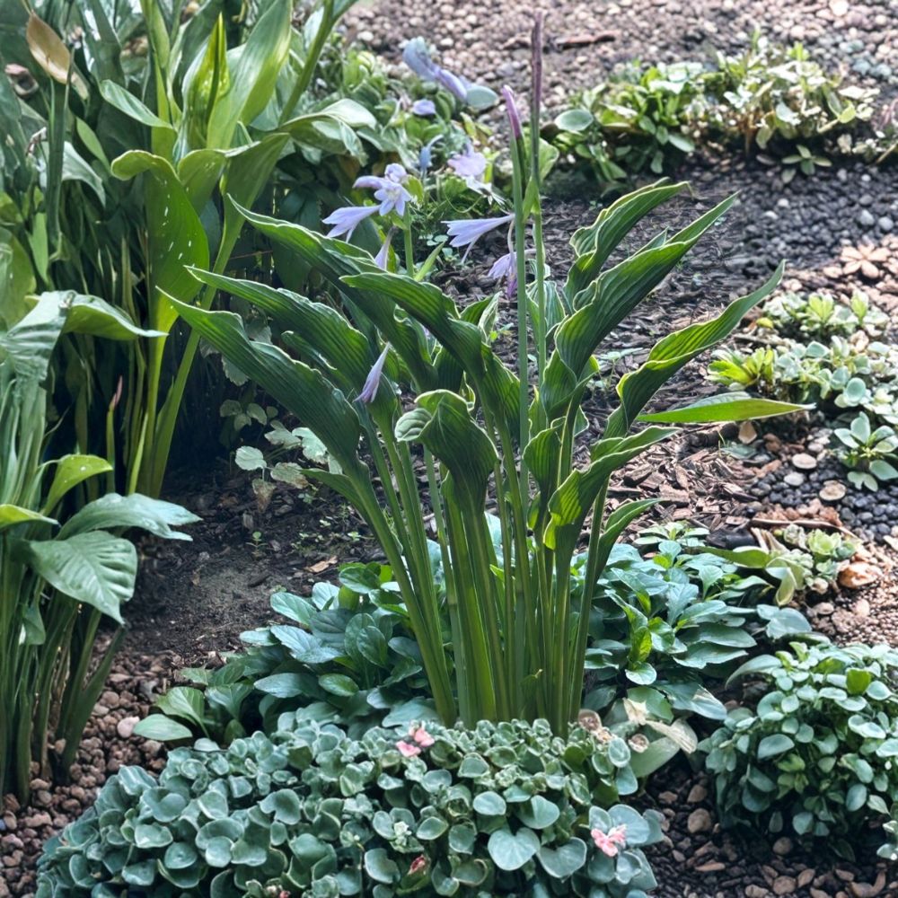 Hosta Undulata 'Albomarginata' – 3 Live Bare Root Plants | Shade Loving Perennial | Variegated Hosta