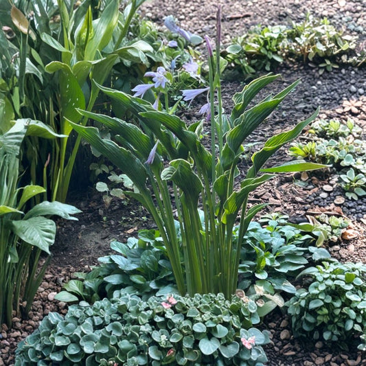 Hosta Undulata 'Albomarginata' – 3 Live Bare Root Plants | Shade Loving Perennial | Variegated Hosta