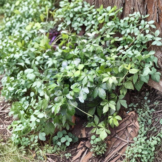 Jiaogulan (Immortality Herb) – Gynostemma pentaphyllum Live Rooted Plants | Set of 6 | Organic Adaptogenic Tea Vine | Fast-Growing Climber
