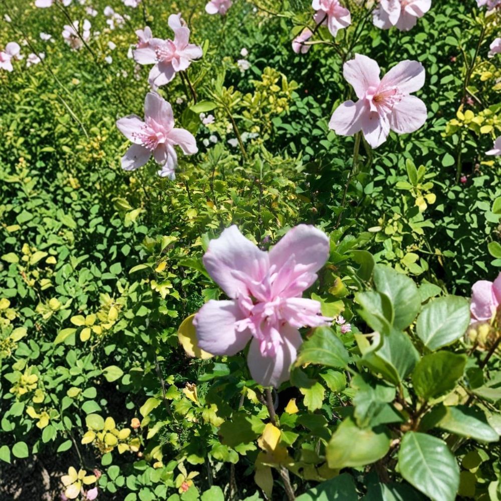 Double Pink Althea Rose of Sharon – Hibiscus syriacus Live Plant | 1 Gallon Size | Double Pink Blooms | Easy to Grow Flowering Shrub | Hardy Landscape Plant