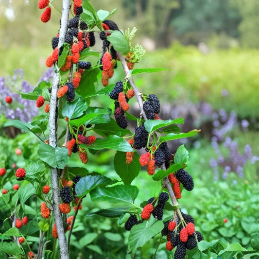 Illinois Everbearing Mulberry Live Plants – Set of 2 | 4–8 Inches Tall | Morus 'Illinois Everbearing' | No Pot | Sweet Fruit Tree Starters | Home Orchard Friendly