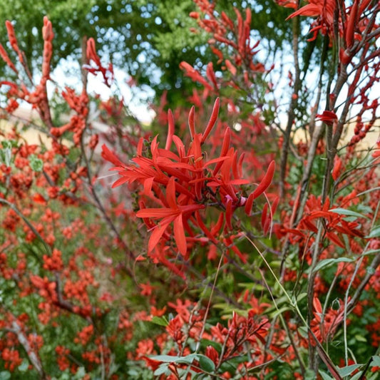 Flame Acanthus Live Plant – Anisacanthus quadrifidus | 4 Inch Pot | Texas Native Hummingbird Shrub | Drought Tolerant