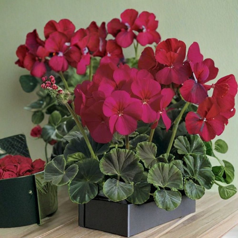 Bullseye Cherry Geranium Seeds – 100 Pelargonium Seeds | Cherry Red Blooms & Chocolate Foliage