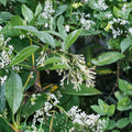Night Blooming Jasmine Plant – Cestrum nocturnum Live Starter | 4–6 Inches Tall | Fragrant Night Flowering Shrub | Indoor Outdoor Plant | Patio Friendly