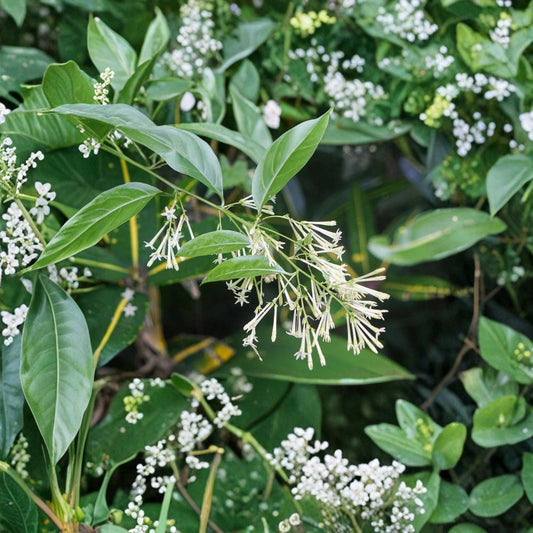 Night Blooming Jasmine Plant – Cestrum nocturnum Live Starter | 4–6 Inches Tall | Fragrant Night Flowering Shrub | Indoor Outdoor Plant | Patio Friendly