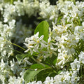 Confederate Star Jasmine – Trachelospermum jasminoides Live Plant | 4–6 Inch Tall | Fragrant White Flower Vine | Outdoor Patio Garden