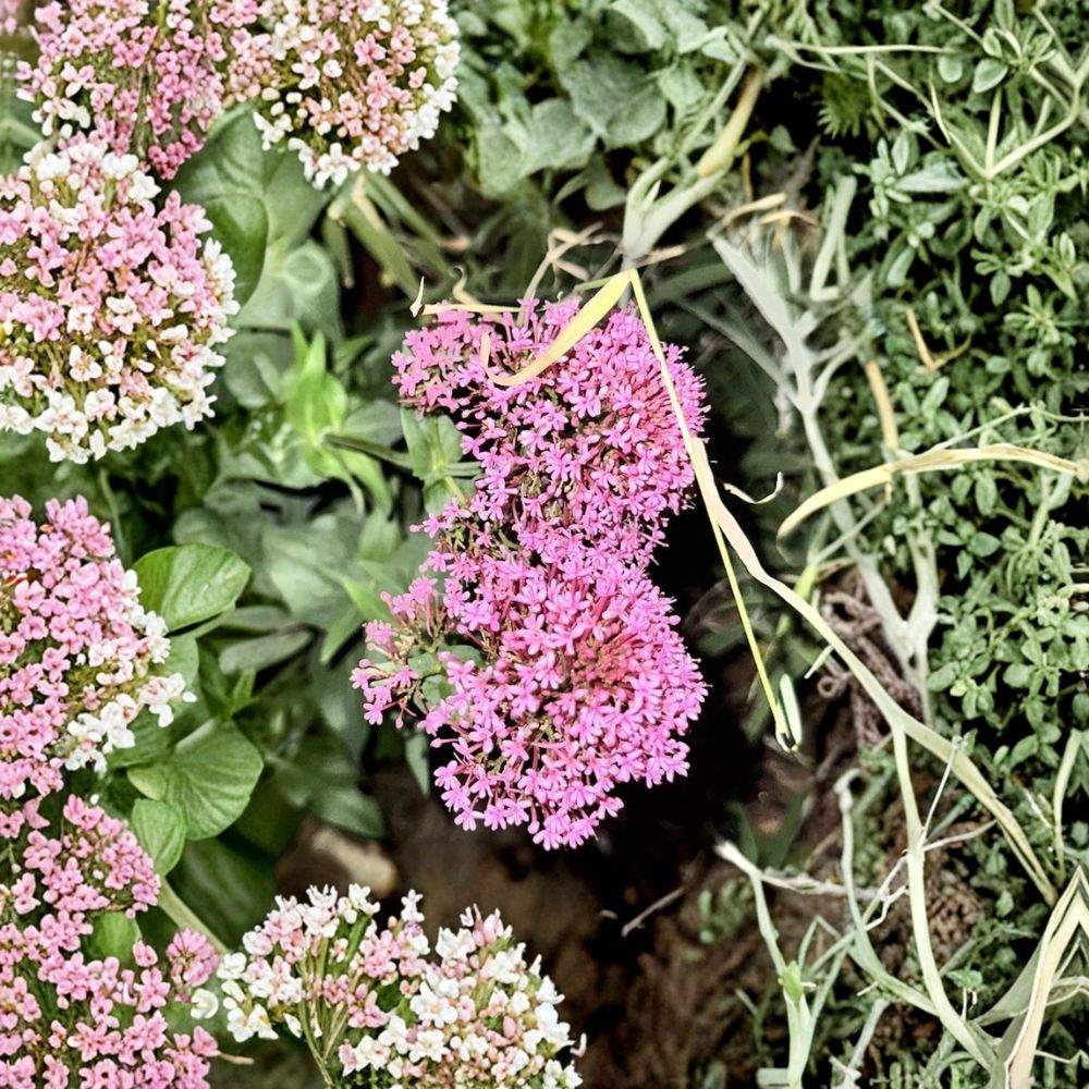 Red Valerian Live Plant – Centranthus ruber Bare Root | Hardy Perennial Flower | Pollinator Garden Favorite