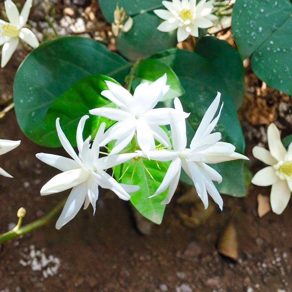 Jasmine Sambac 'Belle of India' – Live Rooted Plant | 4 Inch Quart Nursery Pot | Fragrant Arabian Jasmine | Climbing Vine | Easy to Grow