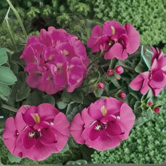 Geranium Maverick Pink – Pelargonium Seeds | 1,000 Seeds | Bright Pink Blooms | Robust Garden Geranium | Pot & Landscape Friendly | Easy to Grow