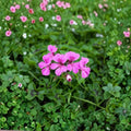 Reach Out Light Purple Geranium Seeds – 100 Ivy Pelargonium Seeds | Trailing Pastel Purple Flowers for Baskets & Pots