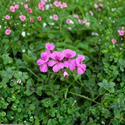 Reach Out Light Purple Geranium Seeds – 100 Ivy Pelargonium Seeds | Trailing Pastel Purple Flowers for Baskets & Pots