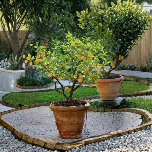 Meyer Lemon Tree – Live Seedling | 2 Inch Pot | Fragrant Citrus Plant | Easy Care | Patio & Container Fruit Tree