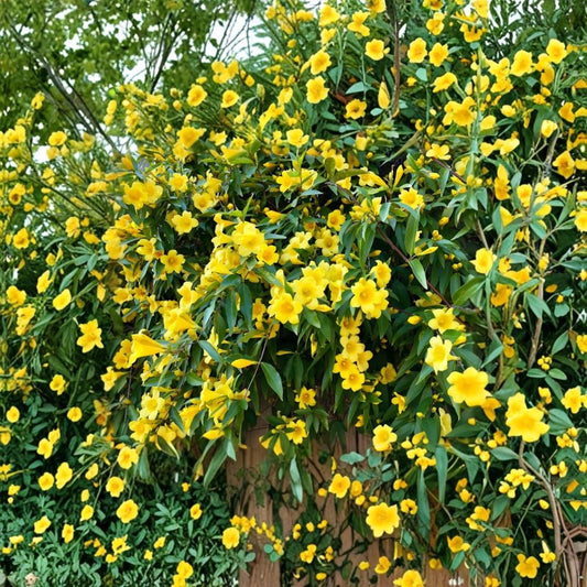 Carolina Jessamine Live Plant – Gelsemium sempervirens | 3–5 Inch Starter | Evergreen Yellow Flowering Vine | Climbing Plant