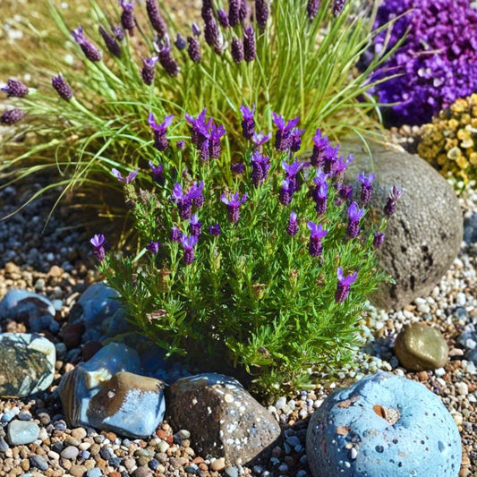 2 Live Otto Quast Lavender Plants – Lavandula stoechas | 4–6" Starter Plants | Fragrant Purple Flowers | Ships Without Pots