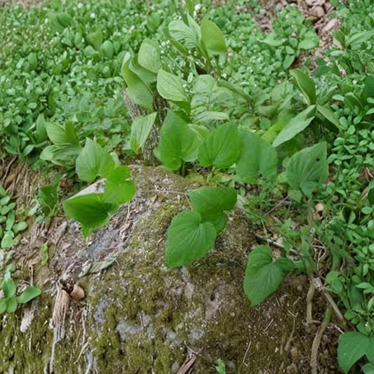 Wild Yam Bare Root – 3 Live Roots | Dioscorea villosa | Native Perennial Climbing Vine