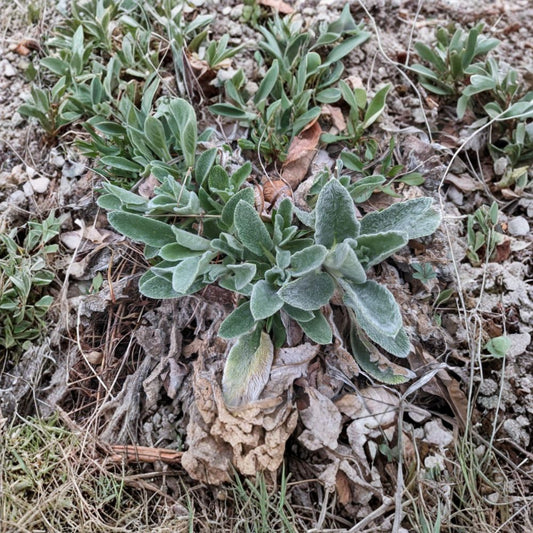 Lamb's Ear – 3 Live Bare Root Starter Plants | Stachys byzantina | Soft Silver Foliage | Perennial Ground Cover | Easy to Grow