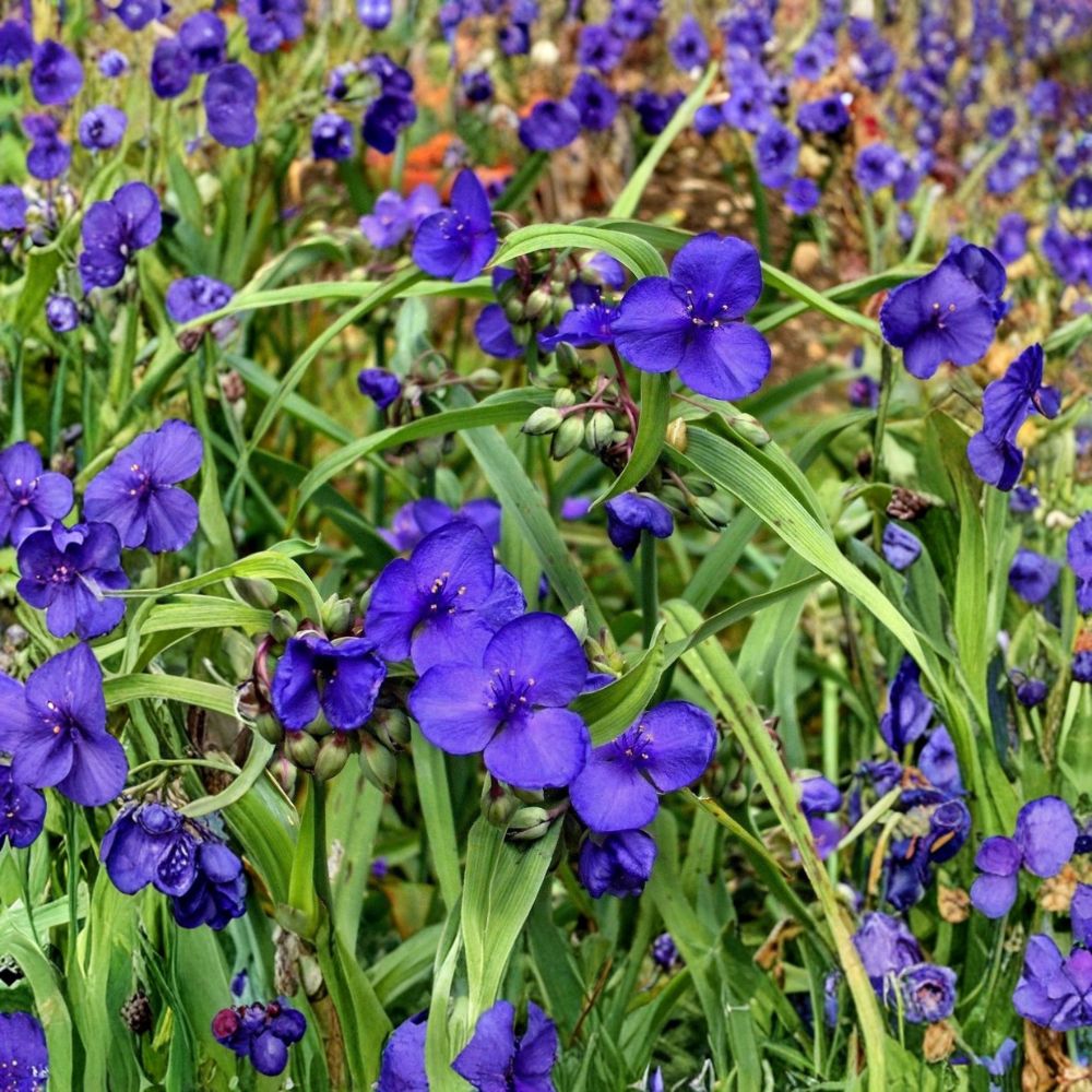 Spiderwort – Tradescantia Live Bare Root Plants | Set of 25 | Perennial Rhizomes | Purple Flowering Garden Plant