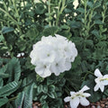 Geranium Maverick White – Pelargonium Seeds | 1,000 Seeds | Pure White Blooms | Robust Garden Geranium | Pot & Landscape Friendly | Easy to Grow