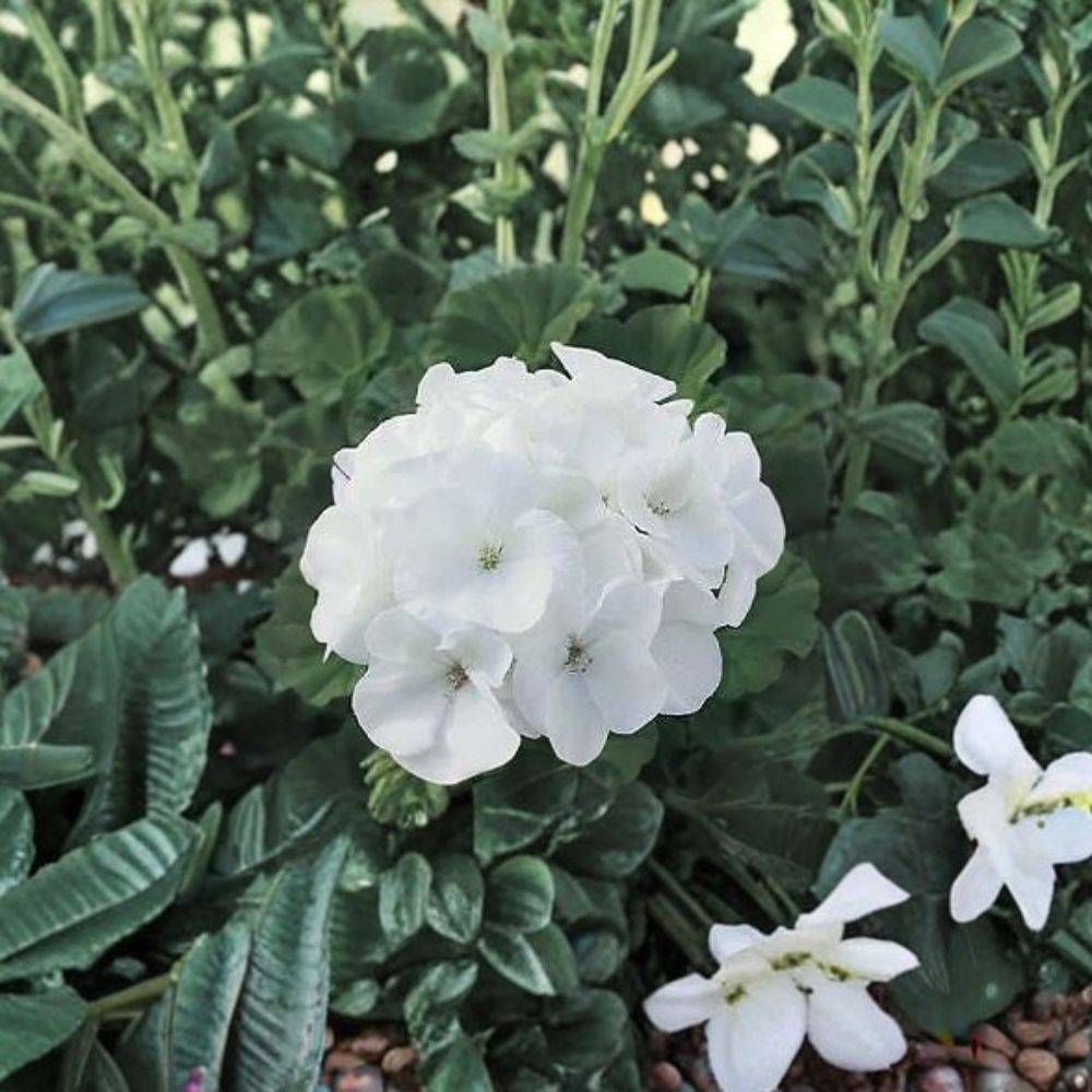 Geranium Maverick White – Pelargonium Seeds | 1,000 Seeds | Pure White Blooms | Robust Garden Geranium | Pot & Landscape Friendly | Easy to Grow