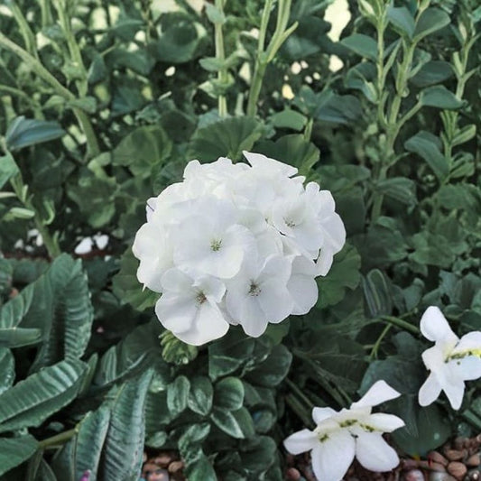 Geranium Maverick White – Pelargonium Seeds | 1,000 Seeds | Pure White Blooms | Robust Garden Geranium | Pot & Landscape Friendly | Easy to Grow