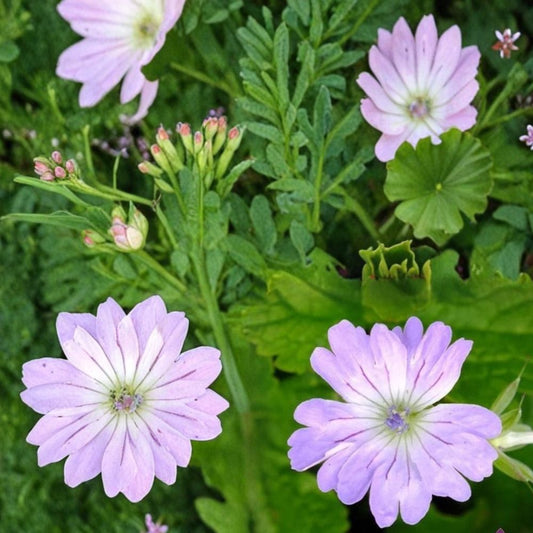 Hexham Lace Geranium Seeds – 25+ Premium Hardy Geranium Flower Seeds | Cottage Garden Blooms with Free Shipping
