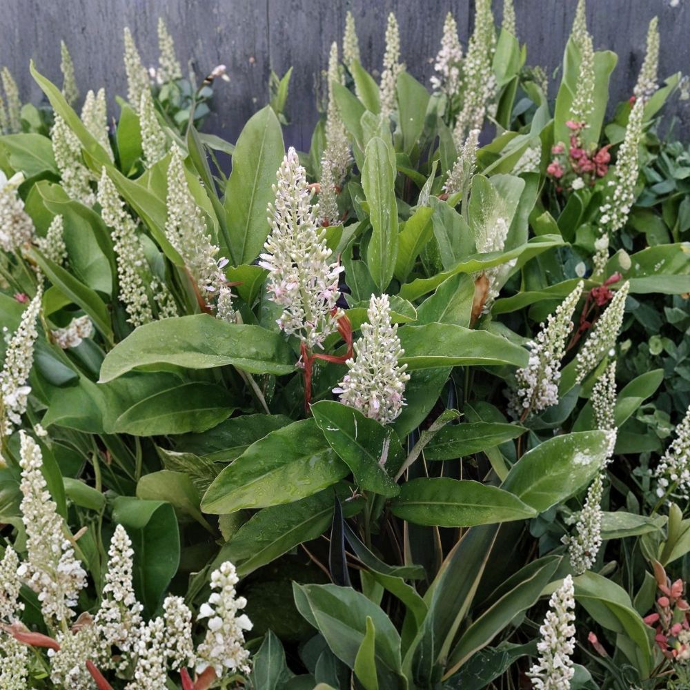 Thai Ginger Live Plant – Alpinia galanga | 3–5 Inch Rooted Starter | Greater Galangal | Culinary Herb | No Pot