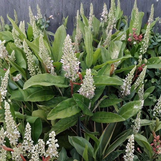 Thai Ginger Live Plant – Alpinia galanga | 3–5 Inch Rooted Starter | Greater Galangal | Culinary Herb | No Pot