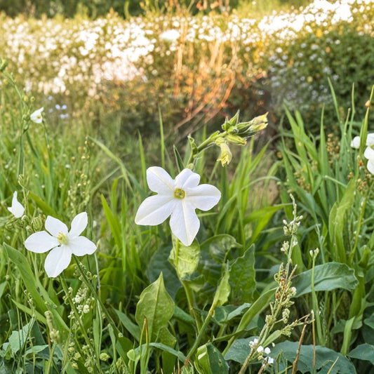 Jasmine Tobacco Seeds – Nicotiana alata Organic | 1000+ Seeds | Night Fragrant Flower | Pollinator Garden Plant